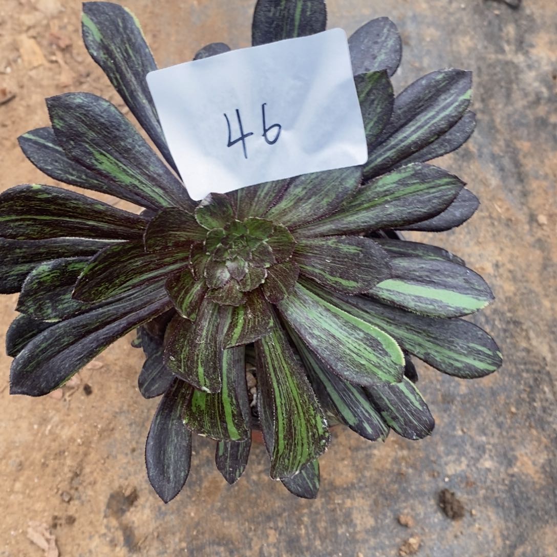 46水墨丹青多肉植物