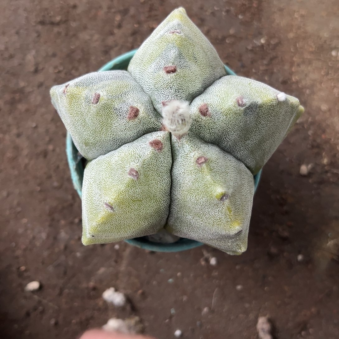 爱***丽实生鸾凤玉锦一物一拍