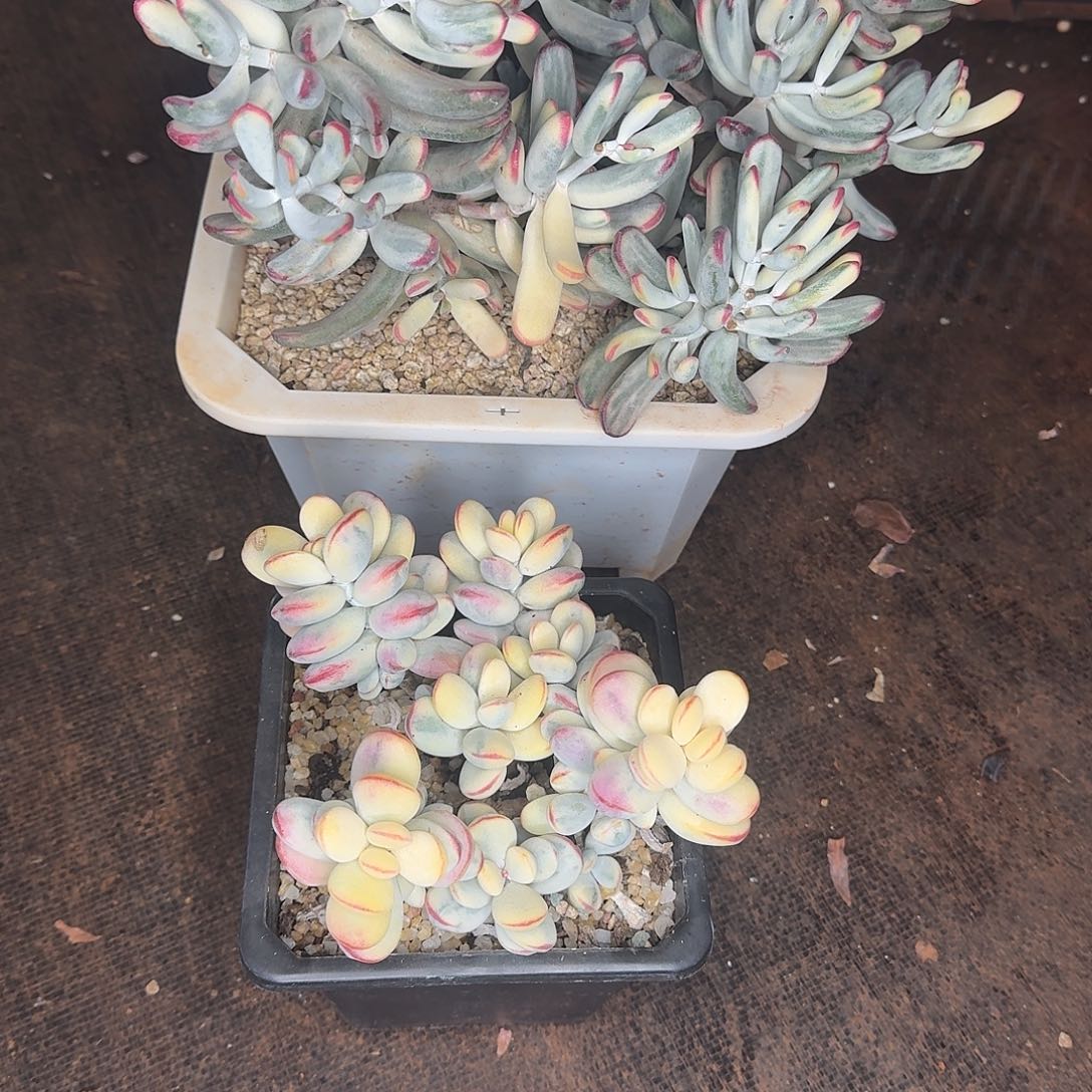 乒乓福娘锦棒叶福娘锦