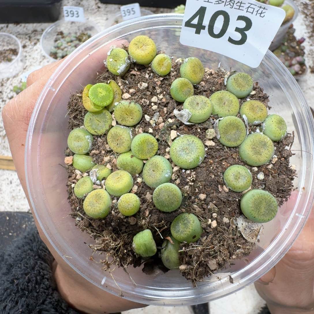 403。绿光阳一盒多肉植物