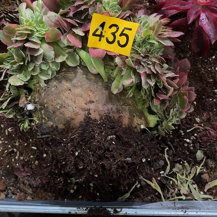 多肉植物福利来435