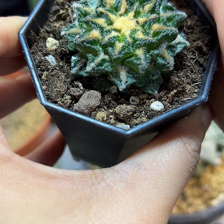 51号自根辛盾黑4.5公分