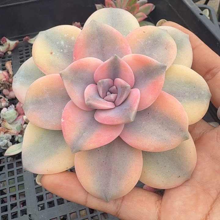 粉紫颗锦一颗多肉锦主头