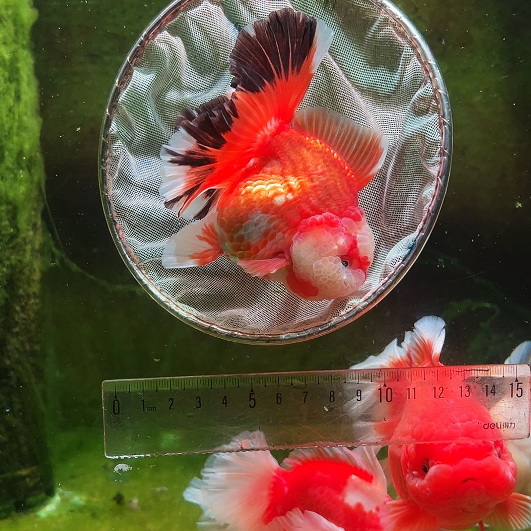 金鱼冷水金鱼百褶泰狮