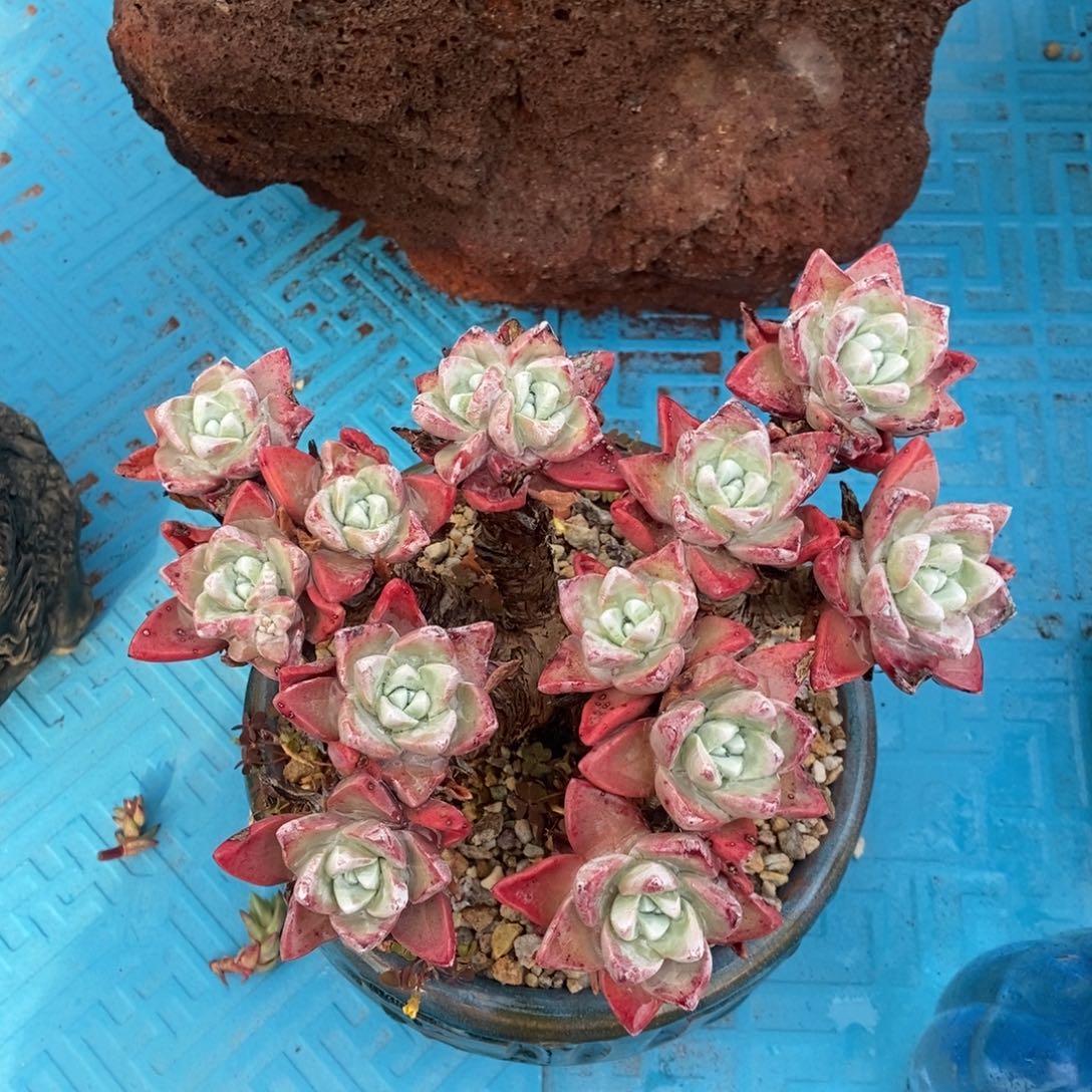 法瑞杂交多肉植物