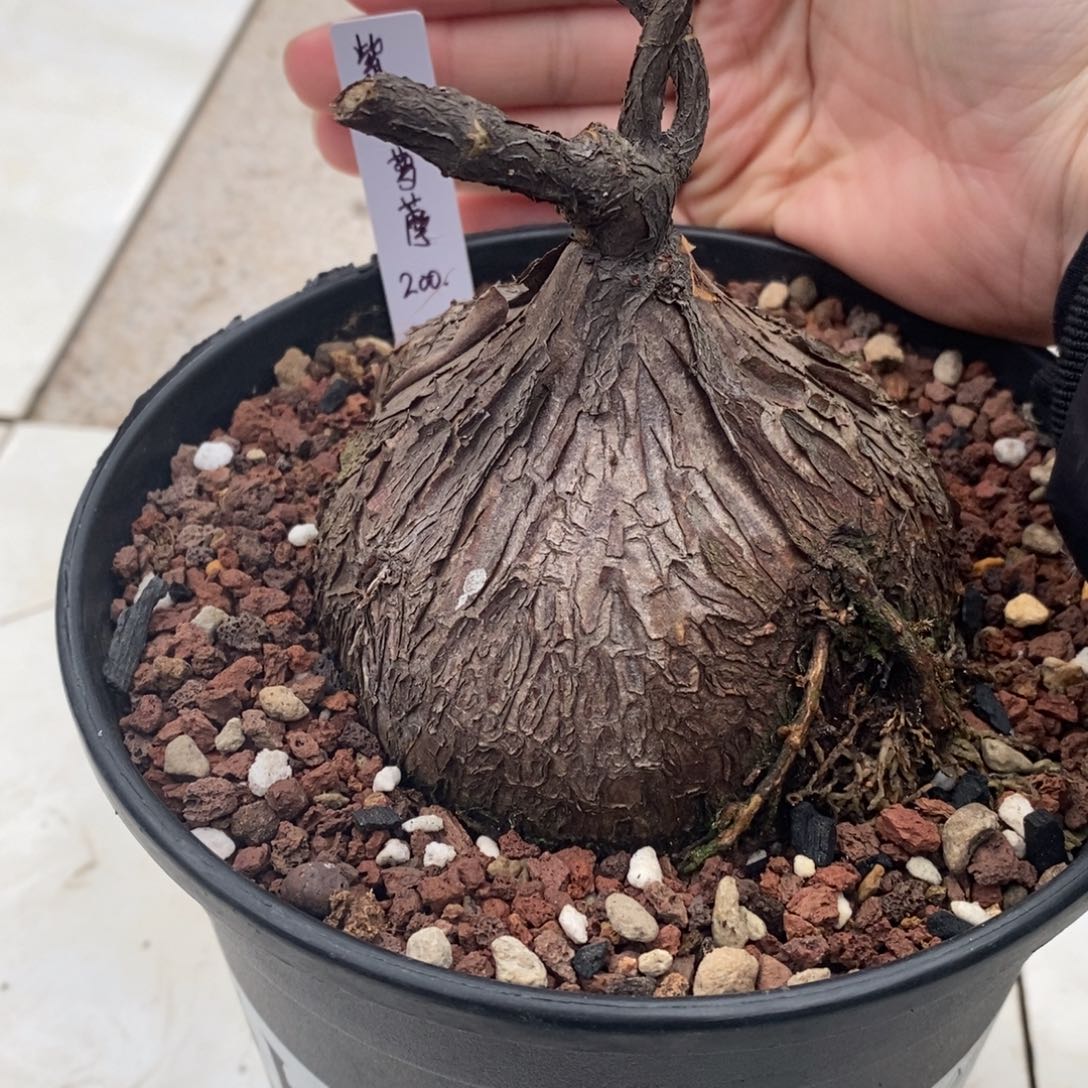 紫背萝藦实生带盆