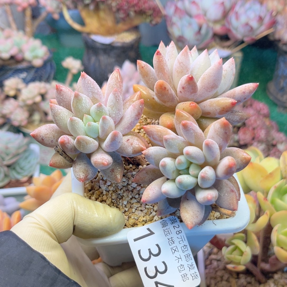 大1334:）x h ch g j j m