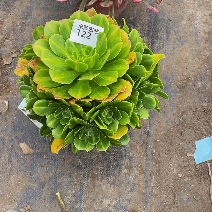 百**回122多肉植物的生长