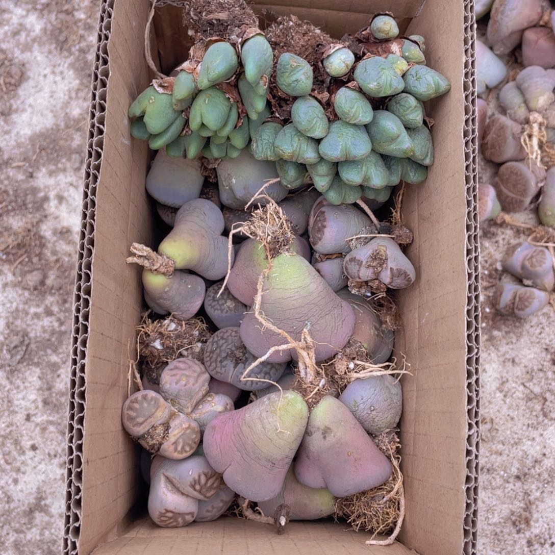 一箱母本888888888