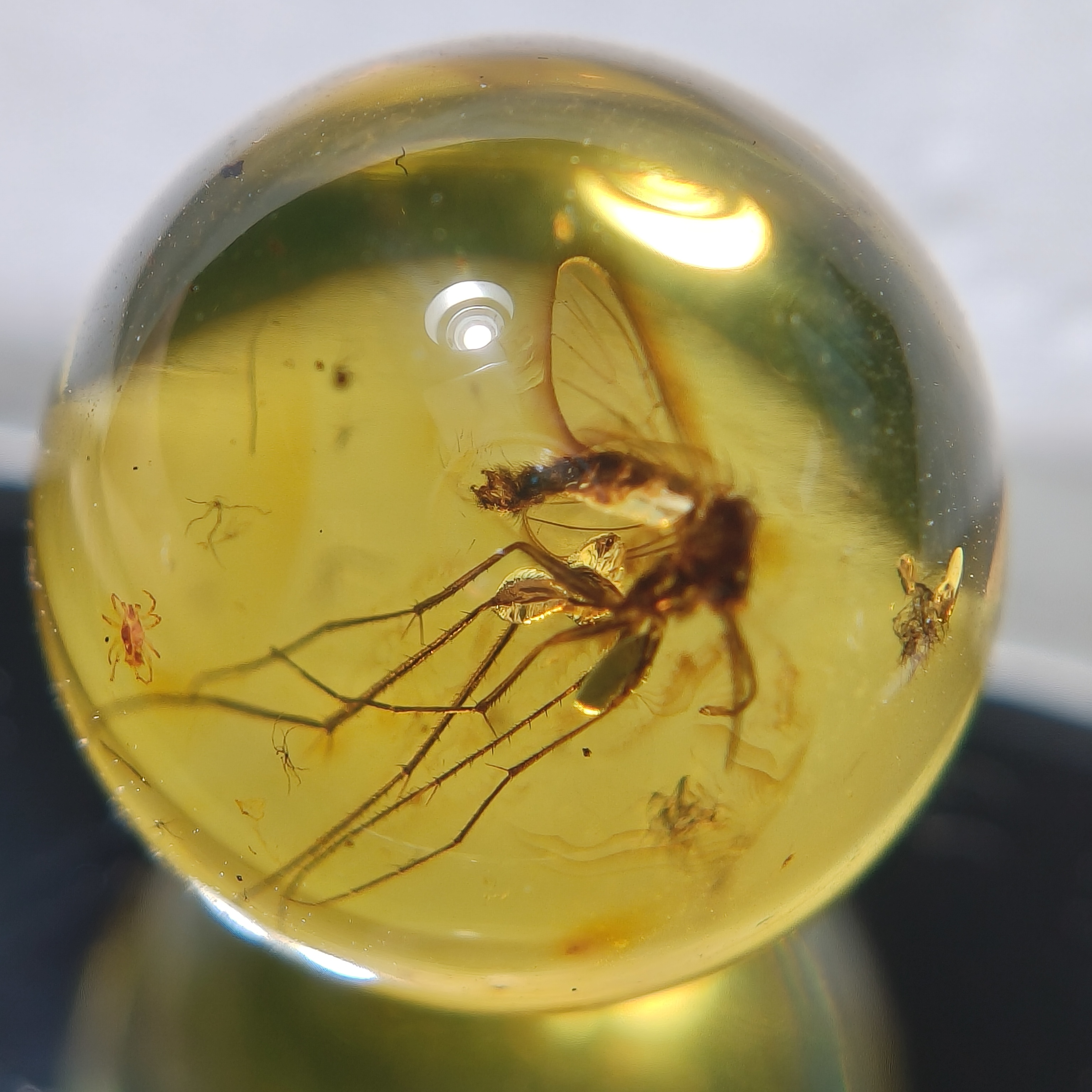 【蚊子】天然琥珀虫珀圆珠尺寸约12.9顶珠多宝收藏配饰打孔不退换