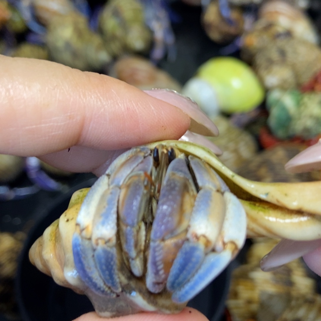 2.2口紫粉色紫陆寄居蟹