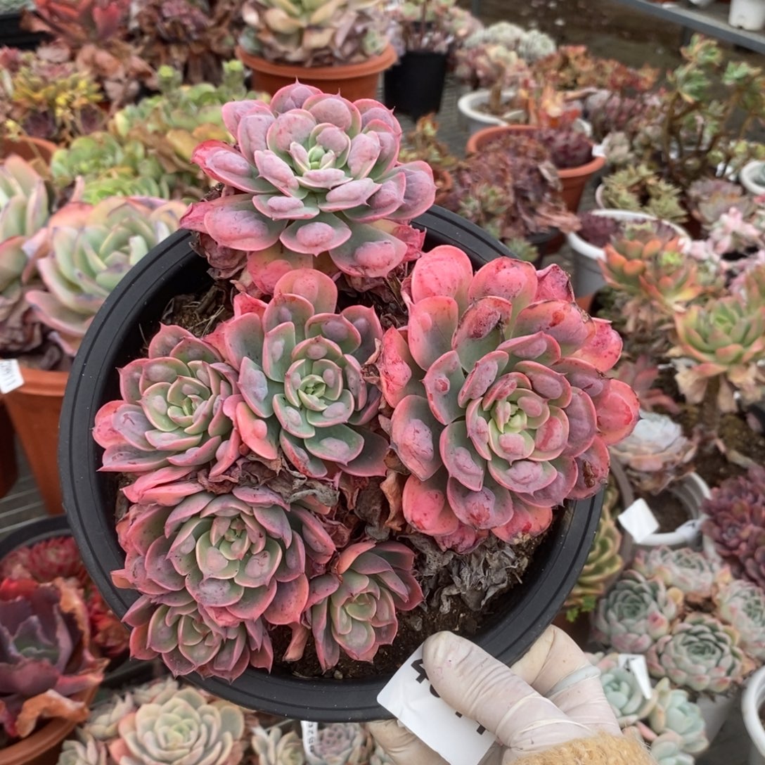 4944雨滴多头一物一拍