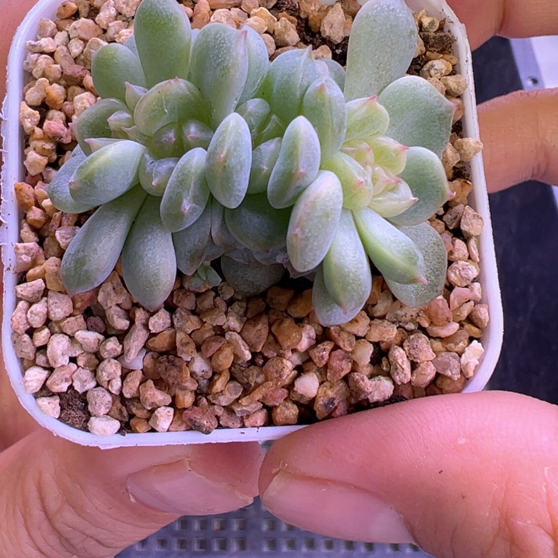 449号甜心朵朵晗雨多肉