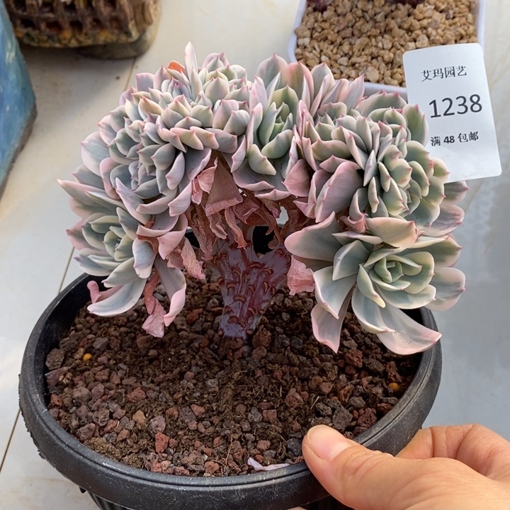 玉凤锦缀化多肉多肉238