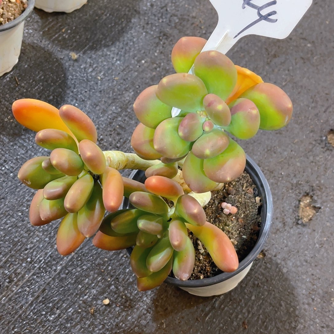 紫***英00000000000 000644