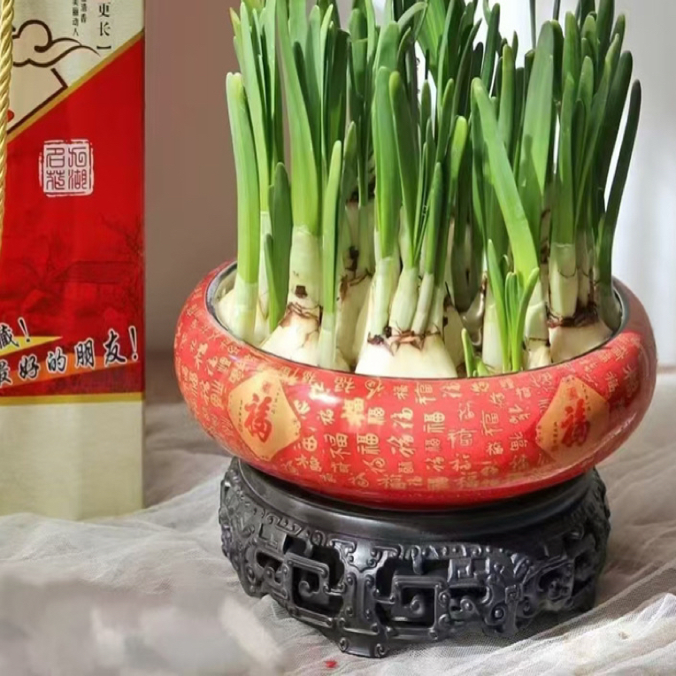 漳州水仙花种球室内阳台水培盆栽冬季耐寒浓香花卉好养