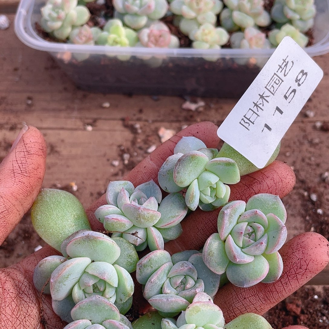 多肉植物多肉植物1158