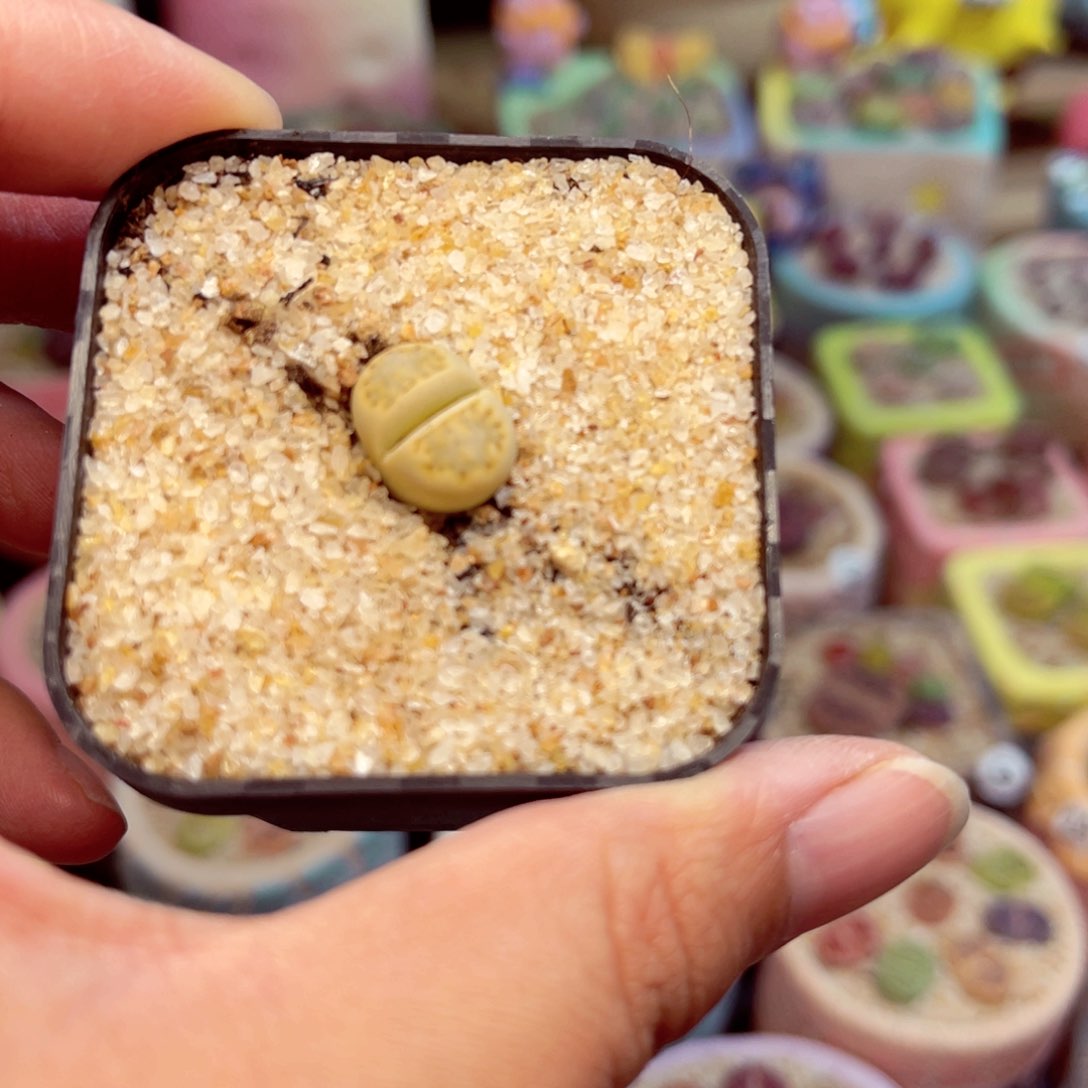 480。888888888888888888