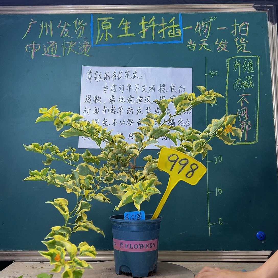 当前无花栽培后可以开花 福利 金边黄  998