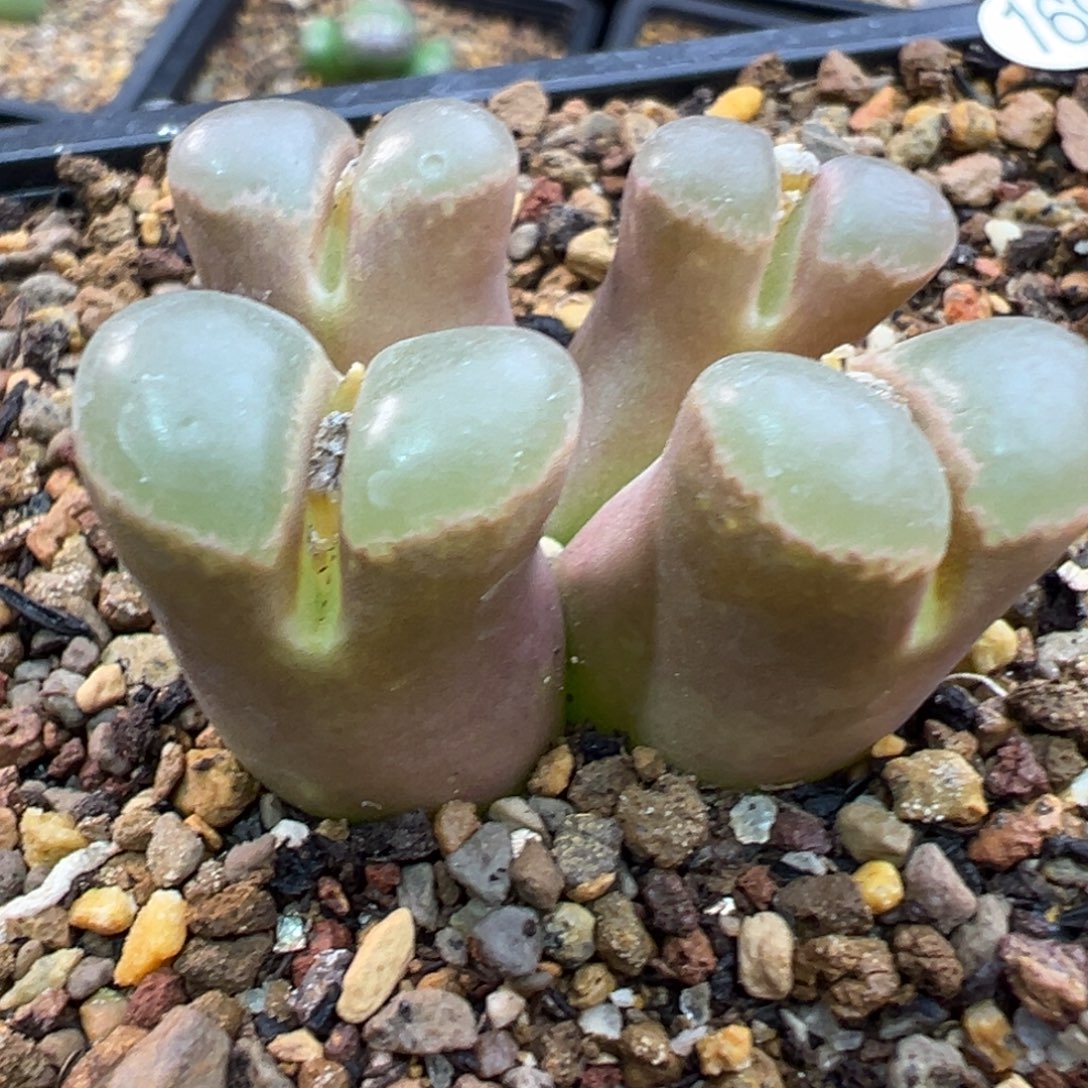 169多肉4头优选紫体白窗风铃一棵特