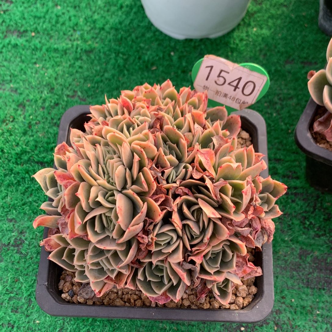 柠***茶辛娜塔朵朵一物一拍1540