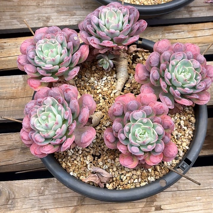 多肉植物，雨滴一颗