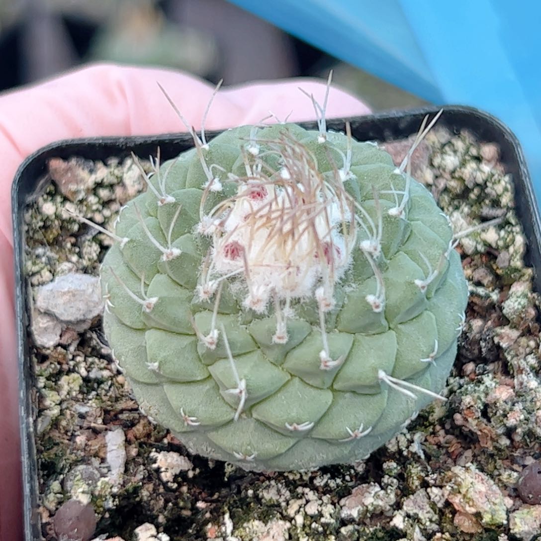 实生 菊水3.4厘米