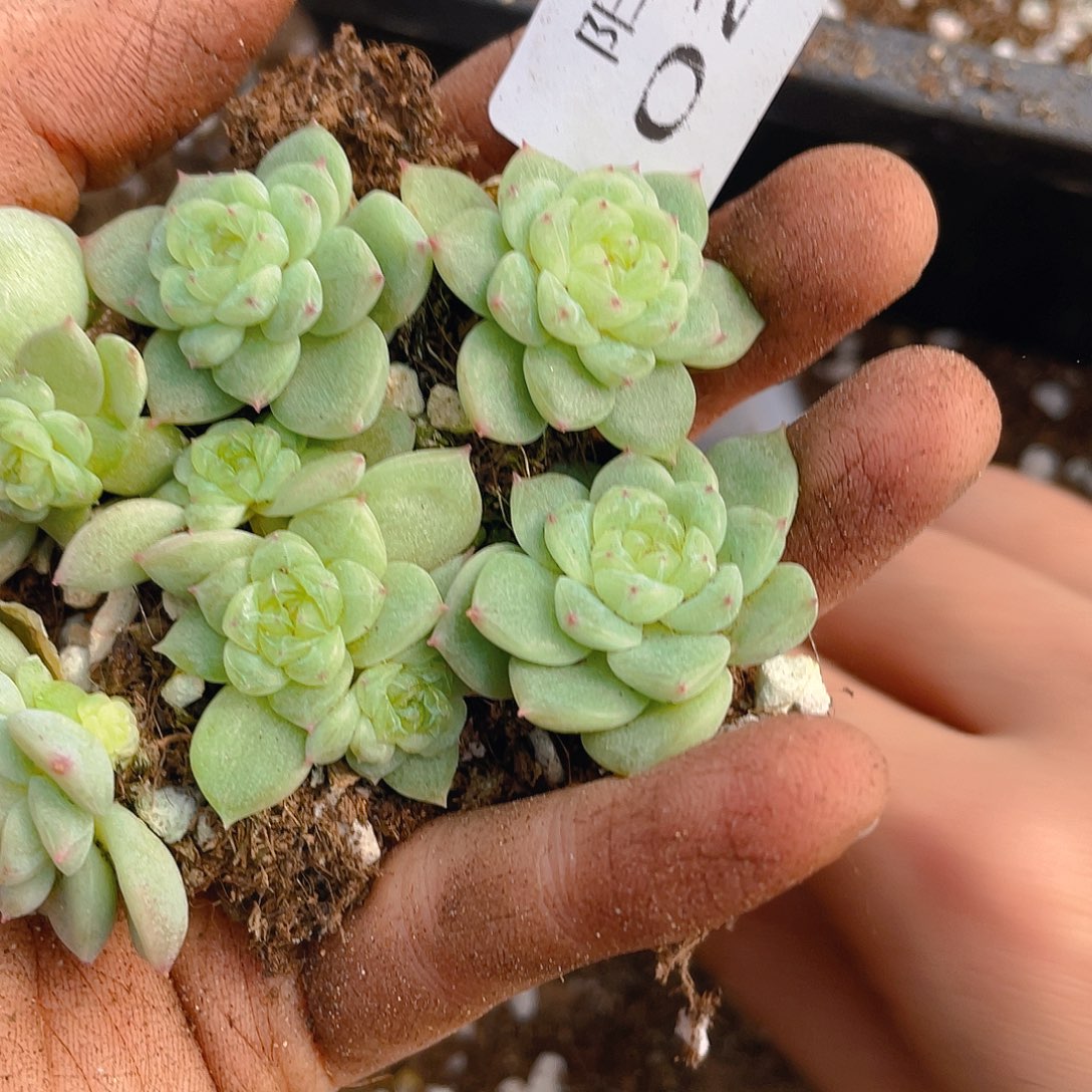 多肉植物多肉植物293