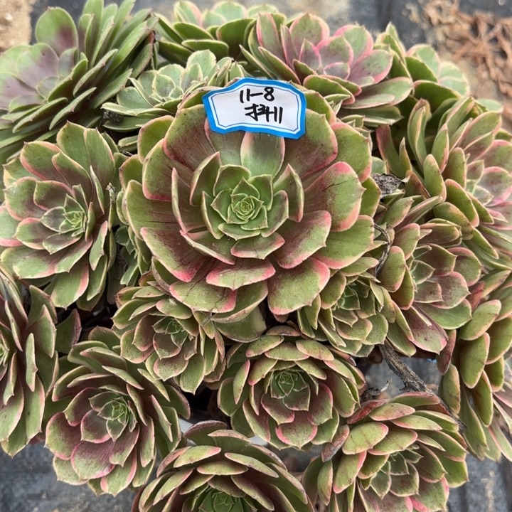 粉花妖多肉不包损11