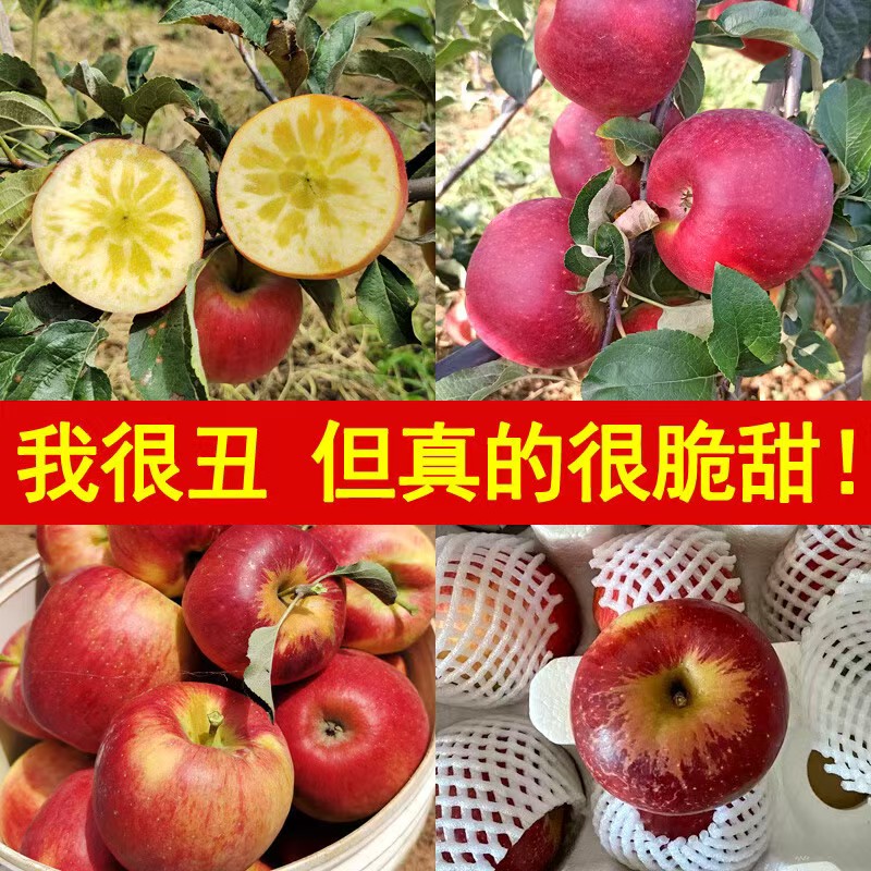 【小徐专属】正宗云南昭通丑苹果脆甜多汁应季新鲜水果现摘现发包邮