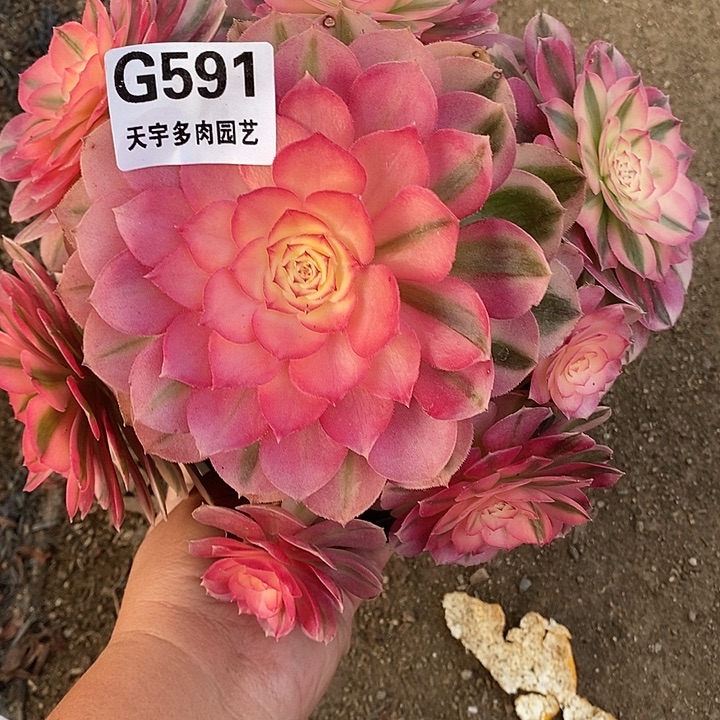多肉植物倾城591多肉