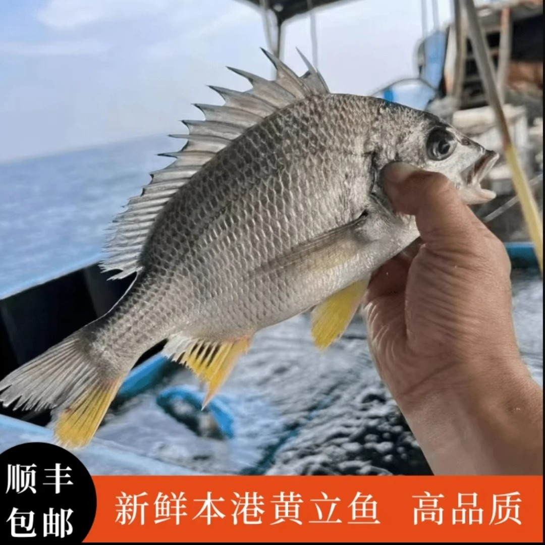 广东省汕尾市马宫本港当天捕捞现发 黄翅鱼 黄立鱼 黄脚立 嘎辣