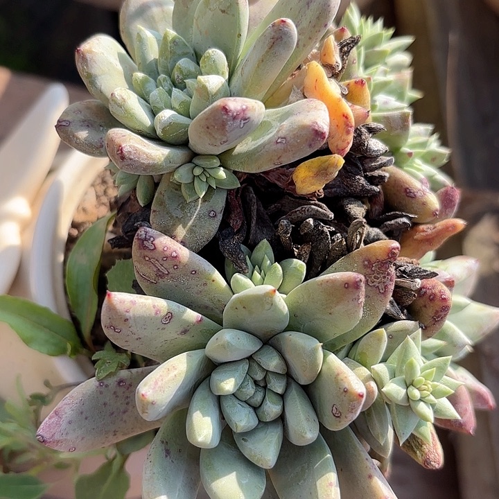 仙女杯多肉植物提取