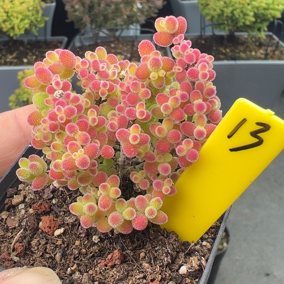 蜜橘糖球13号5.5cm盆