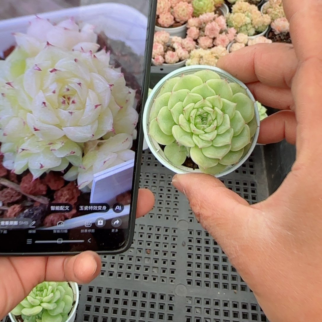 【闪购商品】0306-109（xx-52）