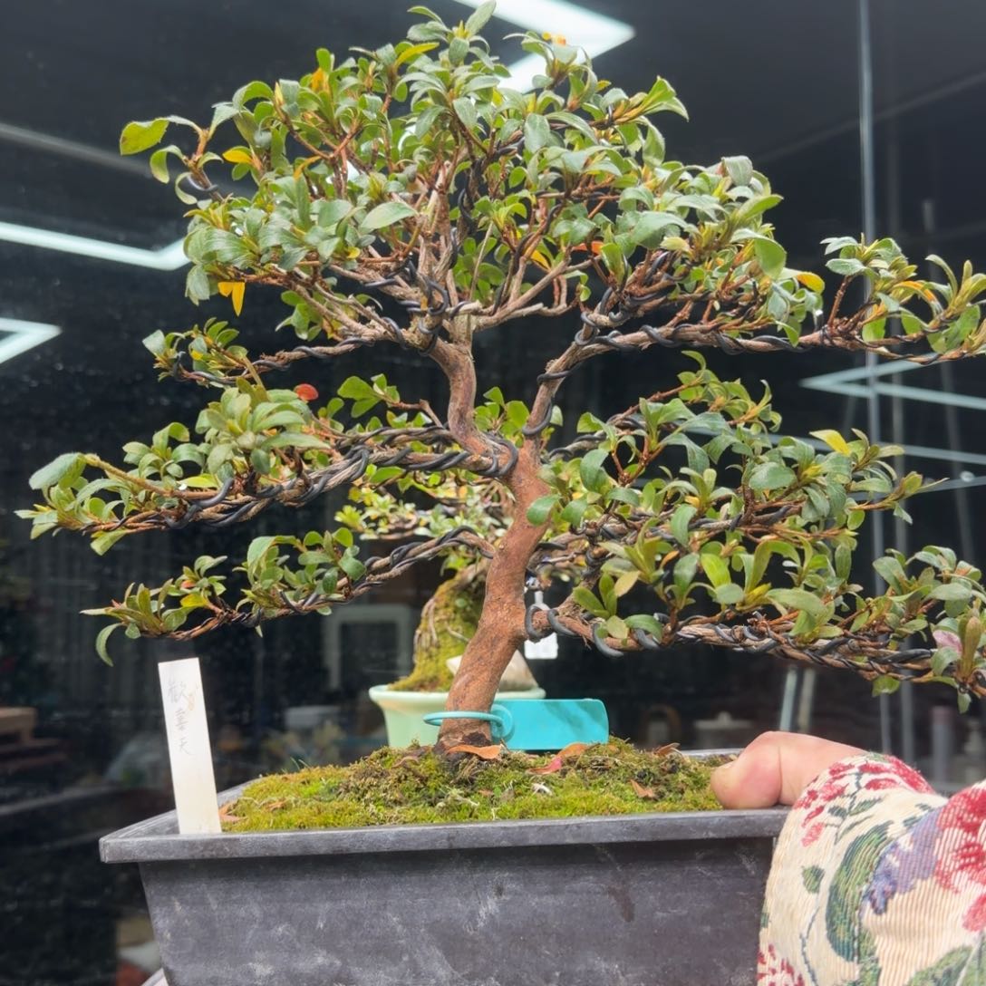 紫***司无花朵花卉苗木花卉苗木