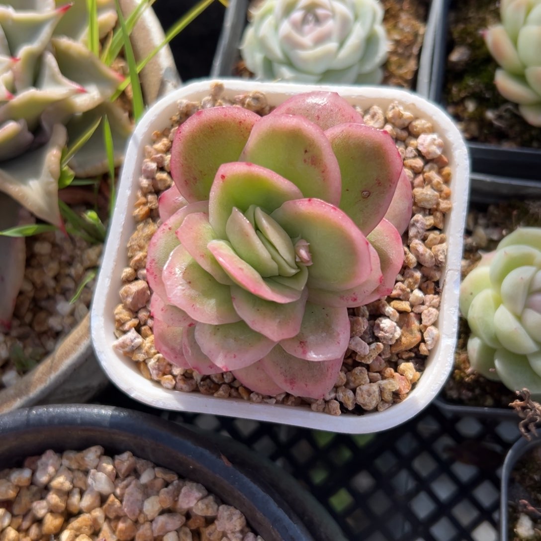 冰玫瑰精控多肉一物一拍