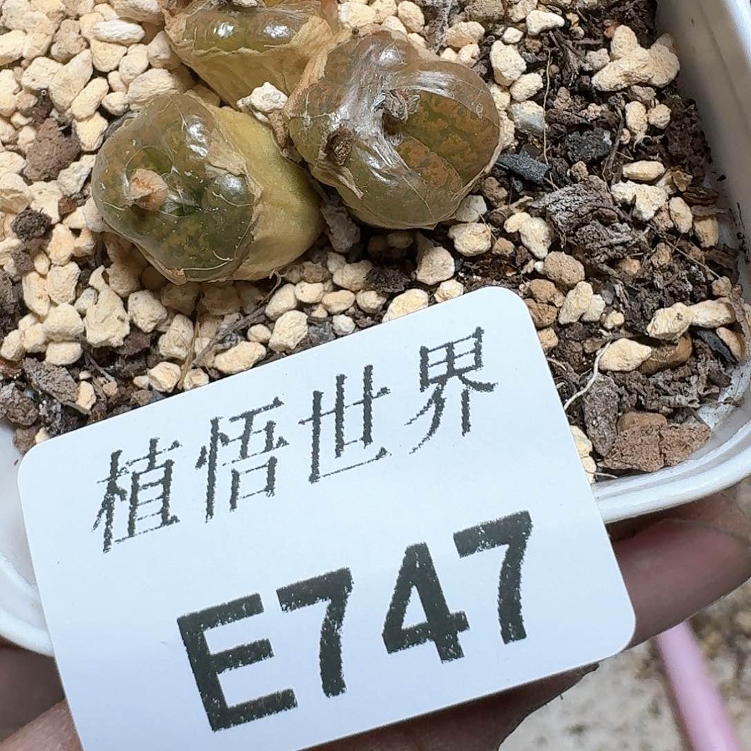 747号多肉植物哇c