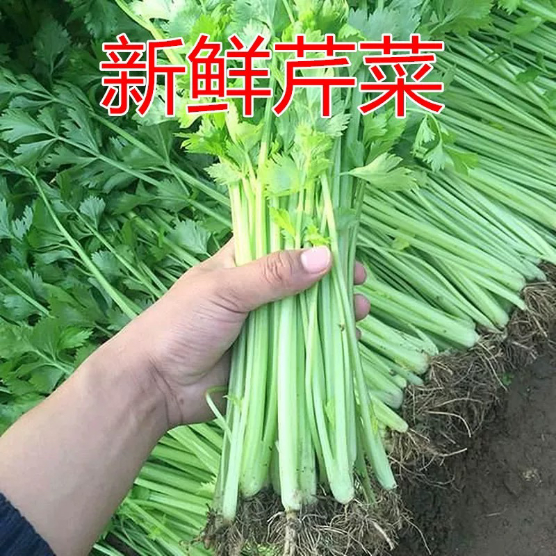 【苏北琴姐】农家自种香芹菜本地品种芹菜