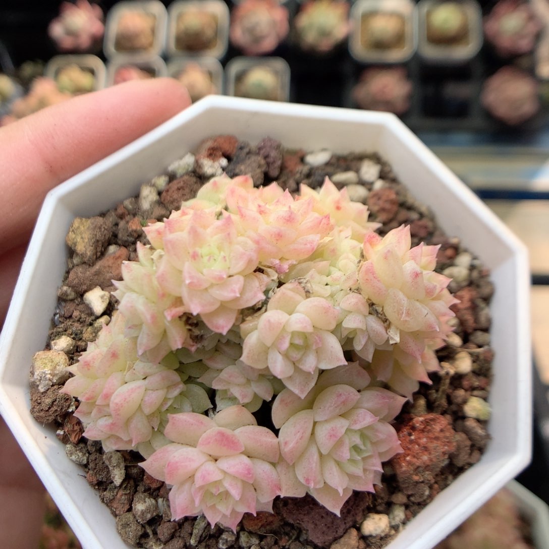 E102 ，20包邮两天凑单偏远不发货