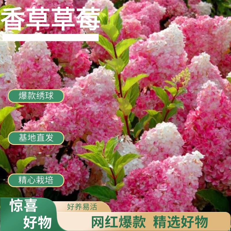 【香草草莓】圆锥绣球花 白绿色生花苞发货 基地直发 后期会变色