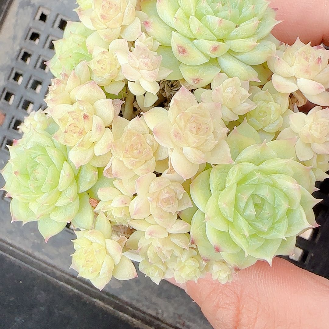【闪购商品】0711-34玉透麦杆