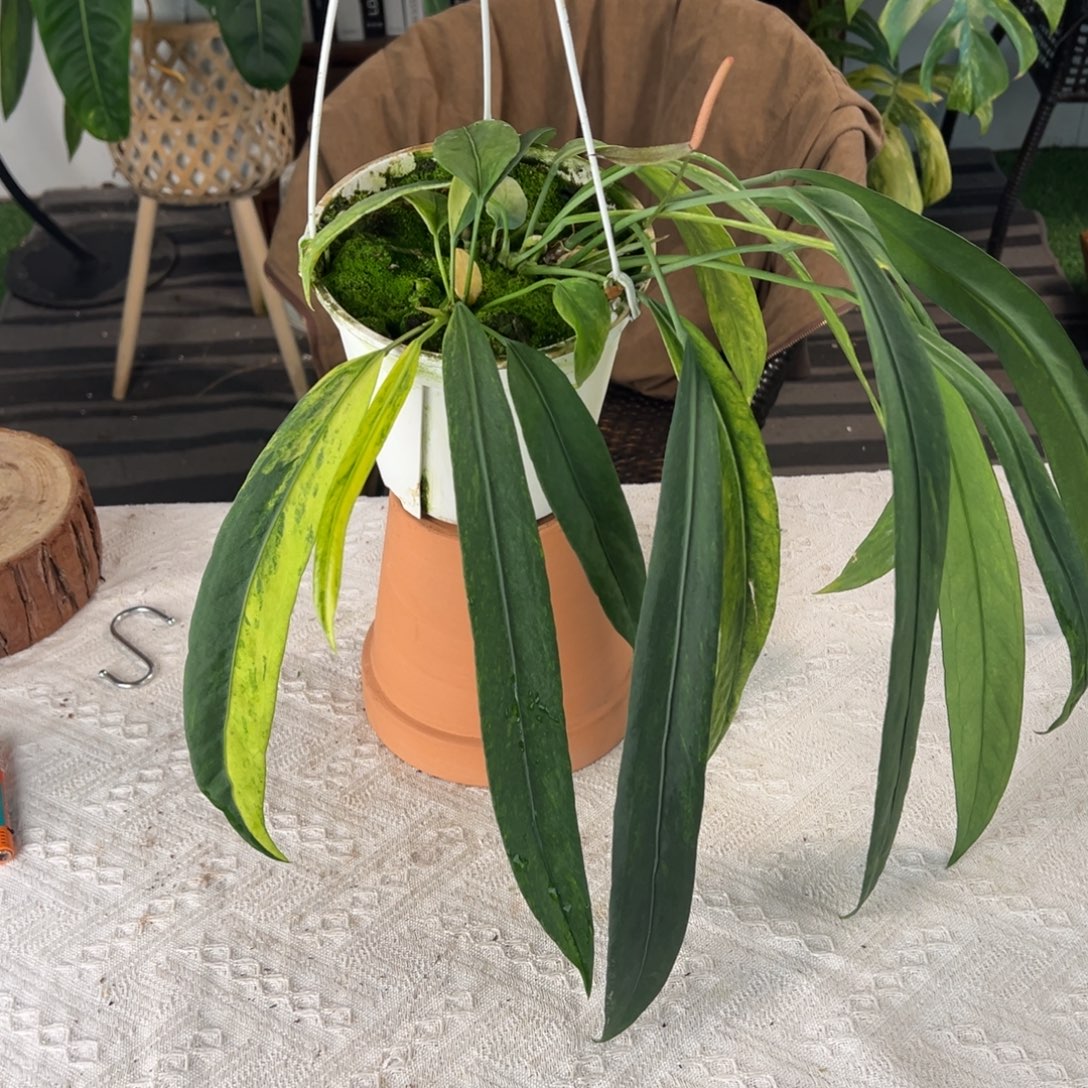 完全开放双头维塔锦