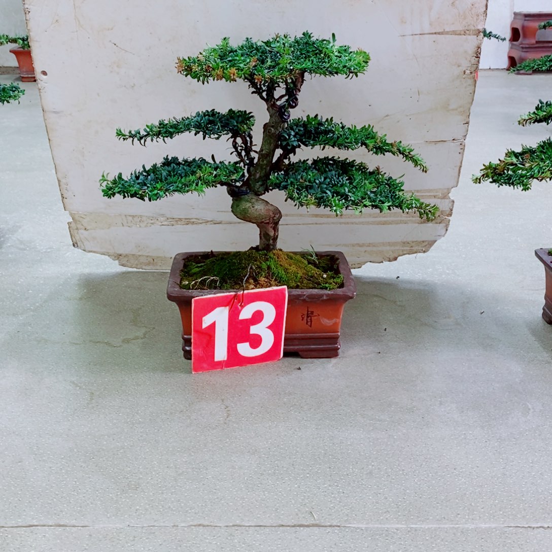 完全开放罗汉松盆景