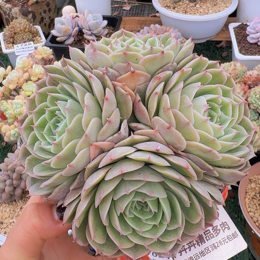 1569一物一拍（满28包邮）