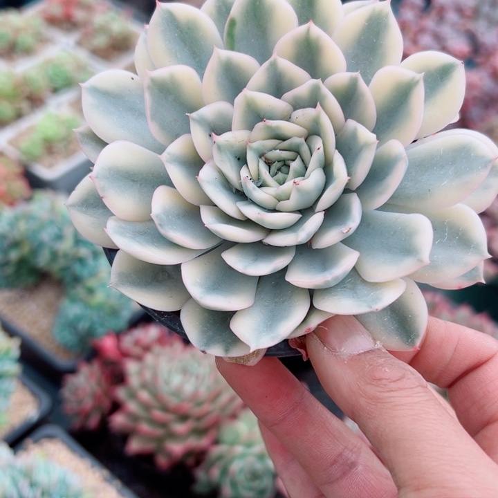 精品多肉植物老桩随机发一棵月亮仙子锦