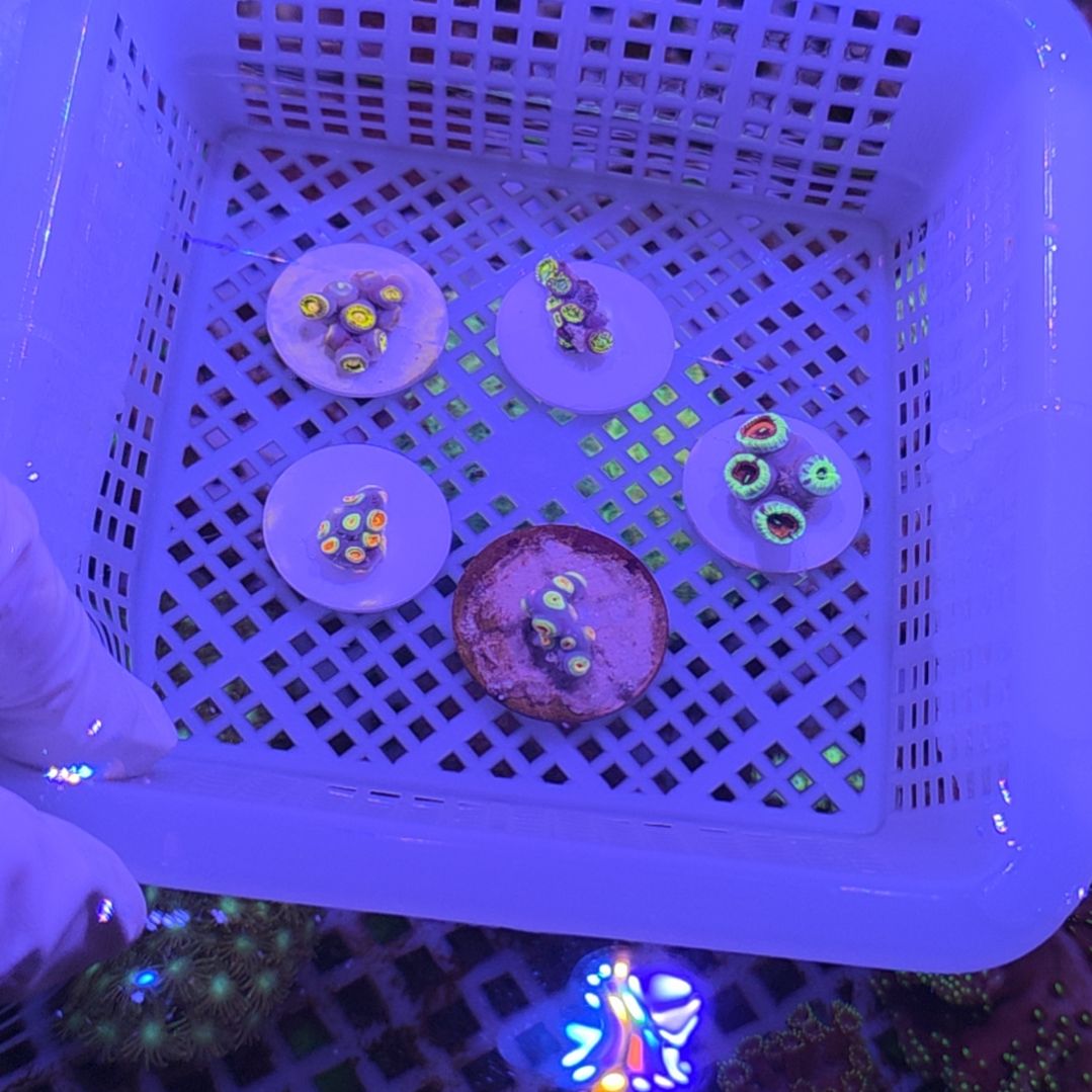 中国大陆再加单 5 盘纽扣