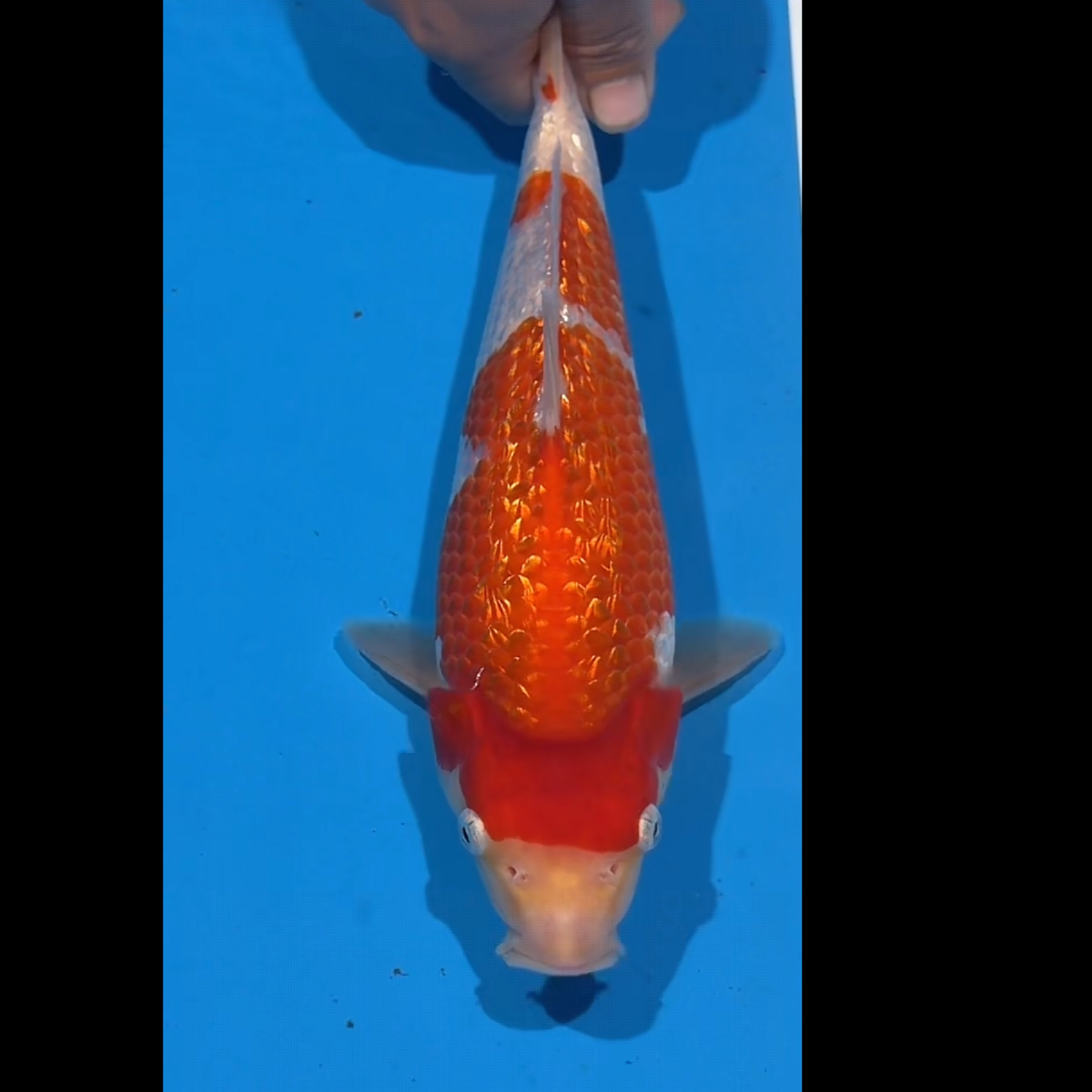 丸山出品银鳞红白锦鲤母（老孙）【实以直播间为准】