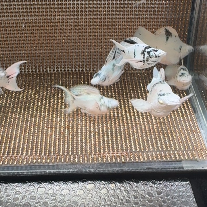 黑玛丽鱼水墨 特价