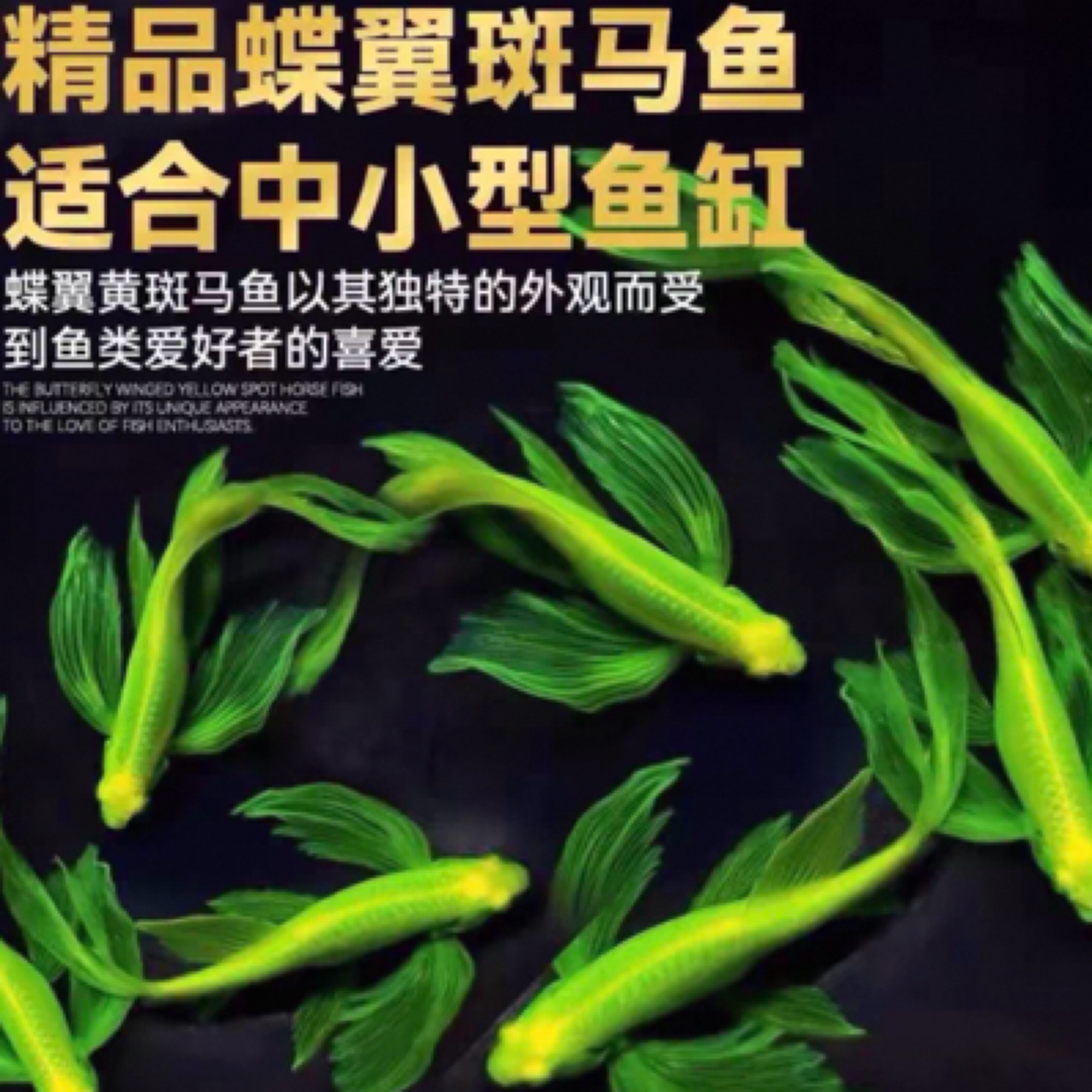 大号蝶翼斑马鱼套餐